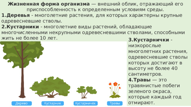 Жизненная форма организма  — внешний облик, отражающий его приспособленность к определенным условиям среды. Деревья - многолетние растения, для которых характерны крупные одревесневшие стволы. Кустарники - многолетние виды растений, обладающие многочисленными некрупными одревесневшими стволами, способными жить не более 10 лет. 3.Кустарнички  - низкорослые многолетних растения, одревесневшие стволы которых достигают в высоту не более 40 сантиметров. 4.Травы  — это травянистые побеги зеленого окраса, которые каждый год отмирают. 