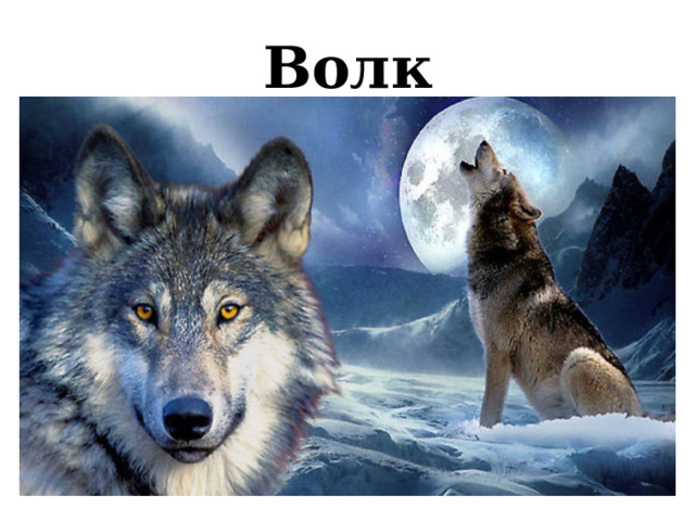 Волк 