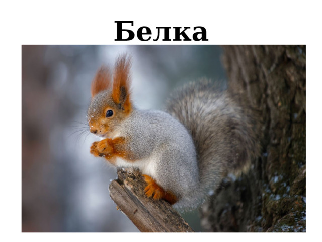 Белка 