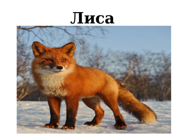 Лиса 