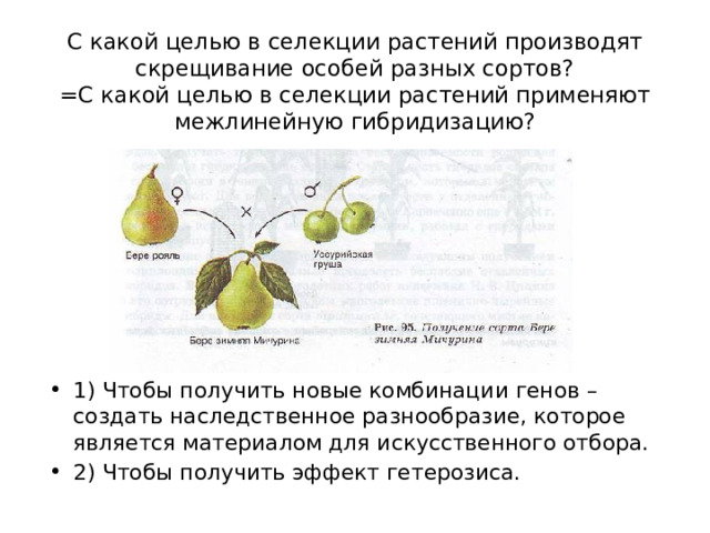 С какой целью в селекции растений производят скрещивание особей разных сортов?  =С какой целью в селекции растений применяют межлинейную гибридизацию?   1) Чтобы получить новые комбинации генов – создать наследственное разнообразие, которое является материалом для искусственного отбора. 2) Чтобы получить эффект гетерозиса. 