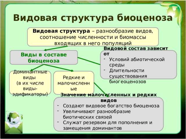 Видовая структура биоценоза Видовая структура – разнообразие видов, соотношение численности и биомассы входящих в него популяций Виды в составе биоценоза Видовой состав зависит от Условий абиотической среды Длительности существования биогеоценозов Доминантные виды (в их числе виды-эдификаторы) Редкие и малочисленные Значение малочисленных и редких видов Создают видовое богатство биоценоза Увеличивают разнообразие биотических связей Служат резервом для пополнения и замещения доминантов 