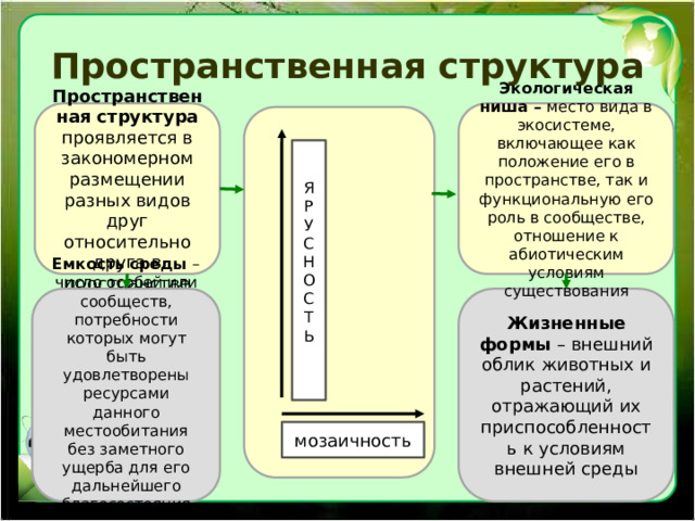 Пространственная структура Экологическая ниша – место вида в экосистеме, включающее как положение его в пространстве, так и функциональную его роль в сообществе, отношение к абиотическим условиям существования Пространственная структура проявляется в закономерном размещении разных видов друг относительно друга в пространстве Я Р У С Н О С Т Ь Емкость среды – число особей или сообществ, потребности которых могут быть удовлетворены ресурсами данного местообитания без заметного ущерба для его дальнейшего благосостояния Жизненные формы – внешний облик животных и растений, отражающий их приспособленность к условиям внешней среды мозаичность 