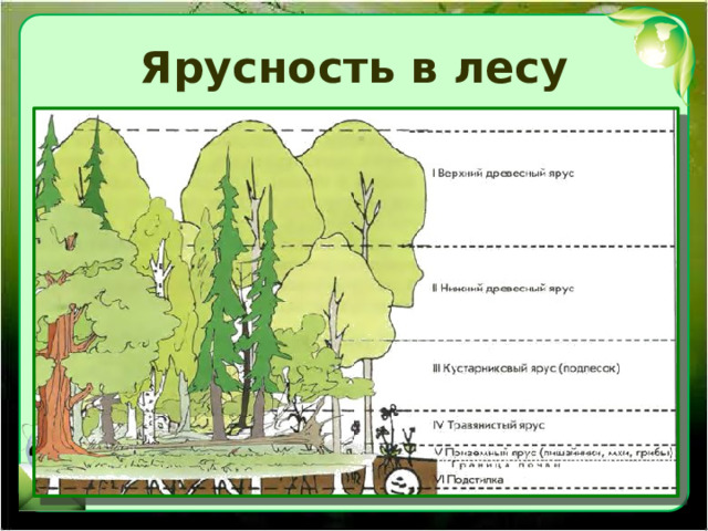 Ярусность в лесу 