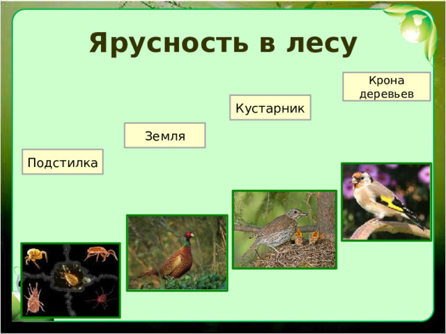 Ярусность в лесу Крона деревьев Кустарник Земля Подстилка 