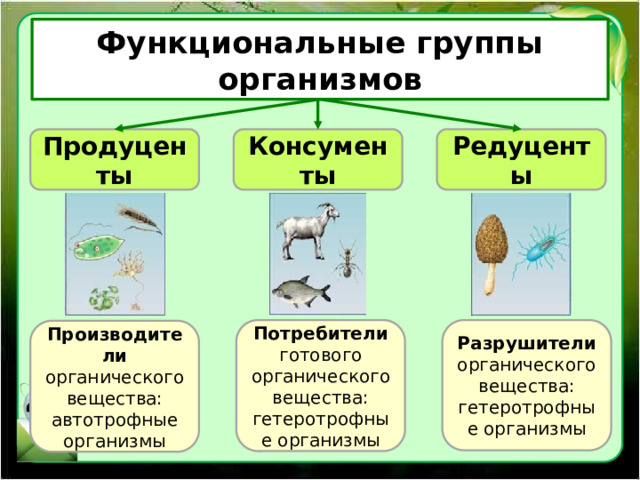 Функциональные группы организмов Продуценты Консументы Редуценты Разрушители органического вещества: гетеротрофные организмы Потребители готового органического вещества: гетеротрофные организмы Производители органического вещества: автотрофные организмы 
