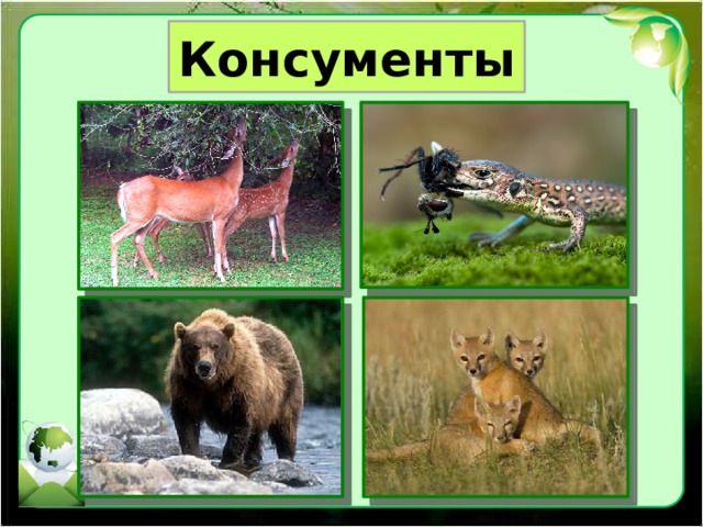 Консументы 