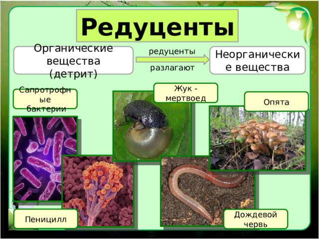 Редуценты редуценты Неорганические вещества Органические вещества (детрит) разлагают Жук - мертвоед Сапротрофные  бактерии Опята Пеницилл Дождевой червь 