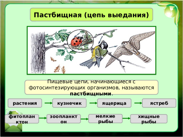 Пастбищная (цепь выедания) Пищевые цепи, начинающиеся с фотосинтезирующих организмов, называются пастбищными . растения кузнечик ящерица ястреб мелкие рыбы зоопланктон хищные рыбы фитопланктон 