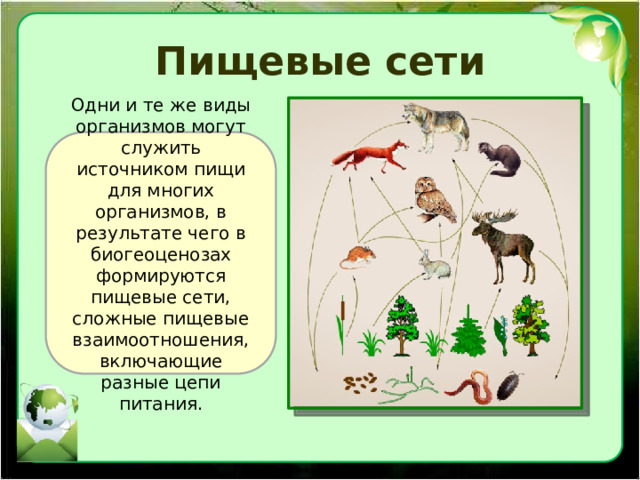 Пищевые сети Одни и те же виды организмов могут служить источником пищи для многих организмов, в результате чего в биогеоценозах формируются пищевые сети, сложные пищевые взаимоотношения, включающие разные цепи питания. 