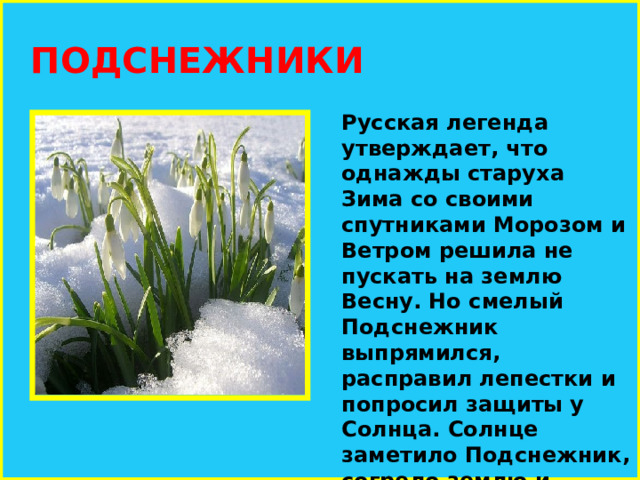  ПОДСНЕЖНИКИ Русская легенда утверждает, что однажды старуха Зима со своими спутниками Морозом и Ветром решила не пускать на землю Весну. Но смелый Подснежник выпрямился, расправил лепестки и попросил защиты у Солнца. Солнце заметило Подснежник, согрело землю и открыло дорогу Весне. 