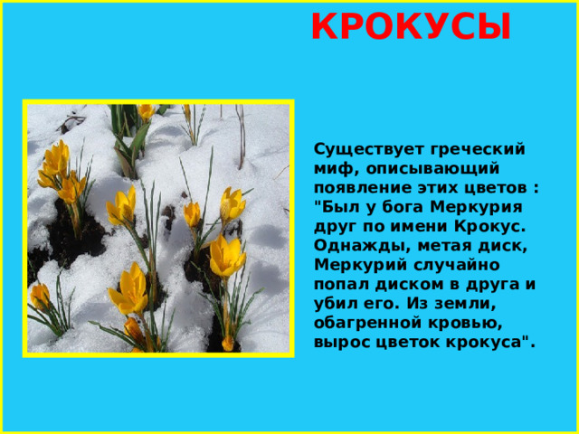 КРОКУСЫ Существует греческий миф, описывающий появление этих цветов : 