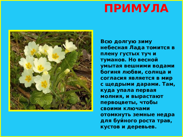  ПРИМУЛА Всю долгую зиму небесная Лада томится в плену густых туч и туманов. Но весной умытая вешними водами богиня любви, солнца и согласия является в мир с щедрыми дарами. Там, куда упала первая молния, и вырастают первоцветы, чтобы своими ключами отомкнуть земные недра для буйного роста трав, кустов и деревьев.   