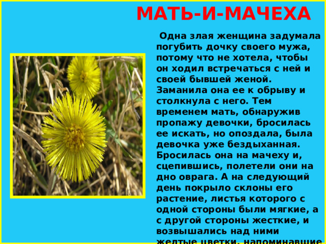  МАТЬ-И-МАЧЕХА   Одна злая женщина задумала погубить дочку своего мужа, потому что не хотела, чтобы он ходил встречаться с ней и своей бывшей женой. Заманила она ее к обрыву и столкнула с него. Тем временем мать, обнаружив пропажу девочки, бросилась ее искать, но опоздала, была девочка уже бездыханная. Бросилась она на мачеху и, сцепившись, полетели они на дно оврага. А на следующий день покрыло склоны его растение, листья которого с одной стороны были мягкие, а с другой стороны жесткие, и возвышались над ними желтые цветки, напоминавшие светлые волосы девочки.    