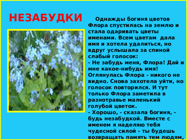  НЕЗАБУДКИ  Однажды богиня цветов Флора спустилась на землю и стала одаривать цветы именами. Всем цветам дала имя и хотела удалиться, но вдруг услышала за спиной слабый голосок: - Не забудь меня, Флора! Дай и мне какое-нибудь имя! Оглянулась Флора - никого не видно. Снова захотела уйти, но голосок повторился. И тут только Флора заметила в разнотравье маленький голубой цветок. - Хорошо, - сказала богиня, - будь незабудкой. Вместе с именем я наделяю тебя чудесной силой - ты будешь возвращать память тем людям, которые начнут забывать своих близких или свою родину. 