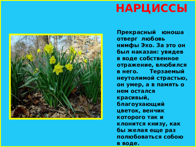  НАРЦИССЫ Прекрасный юноша отверг любовь нимфы Эхо. За это он был наказан: увидев в воде собственное отражение, влюбился в него. Терзаемый неутолимой страстью, он умер, а в память о нем остался красивый, благоухающий цветок, венчик которого так и клонится книзу, как бы желая еще раз полюбоваться собою в воде.   