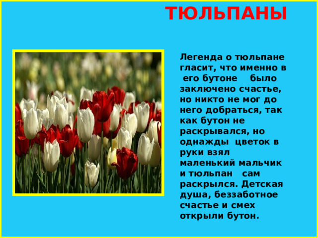  ТЮЛЬПАНЫ Легенда о тюльпане гласит, что именно в  его бутоне было заключено счастье, но никто не мог до него добраться, так как бутон не раскрывался, но однажды цветок в руки взял маленький мальчик и тюльпан сам раскрылся. Детская душа, беззаботное счастье и смех открыли бутон.   