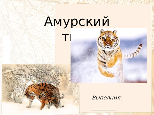 Амурский тигр Выполнил: _________ 