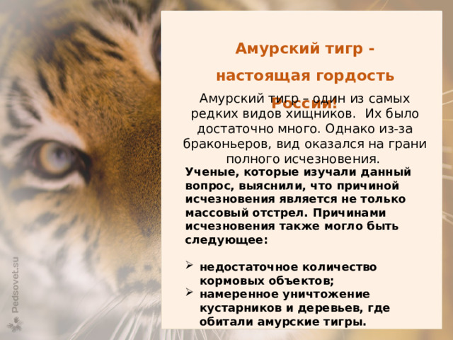 Амурский тигр - настоящая гордость России! Амурский тигр – один из самых редких видов хищников.   Их было достаточно много. Однако из-за браконьеров, вид оказался на грани полного исчезновения.  Ученые, которые изучали данный вопрос, выяснили, что причиной исчезновения является не только массовый отстрел. Причинами исчезновения также могло быть следующее:  недостаточное количество кормовых объектов; намеренное уничтожение кустарников и деревьев, где обитали амурские тигры.  Эти два факты возникли не без помощи человека. 