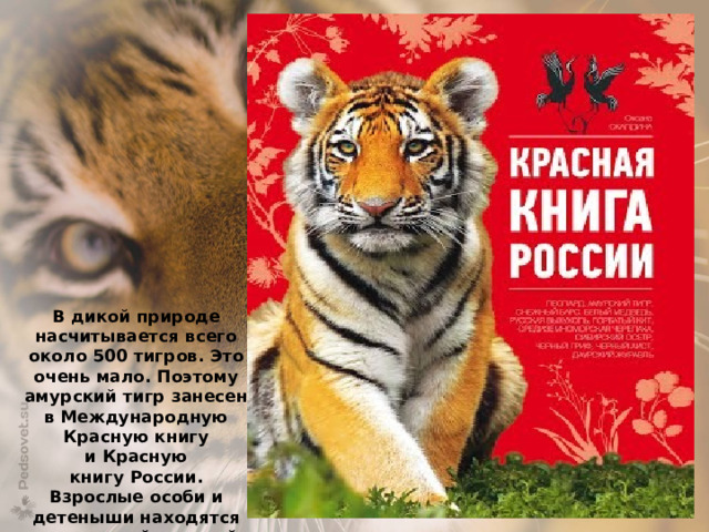 В дикой природе насчитывается всего около 500 тигров. Это очень мало. Поэтому амурский тигр занесен в Международную Красную книгу и Красную книгу России. Взрослые особи и детеныши находятся под строгой охраной на территории заповедных зон.   