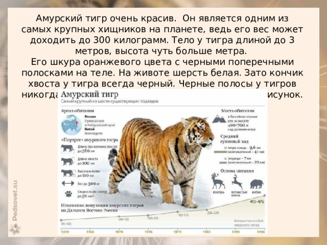 Амурский тигр очень красив. Он является одним из самых крупных хищников на планете, ведь его вес может доходить до 300 килограмм. Тело у тигра длиной до 3 метров, высота чуть больше метра.  Его шкура оранжевого цвета с черными поперечными полосками на теле. На животе шерсть белая. Зато кончик хвоста у тигра всегда черный. Черные полосы у тигров никогда не повторяются, у каждого свой особый рисунок. 