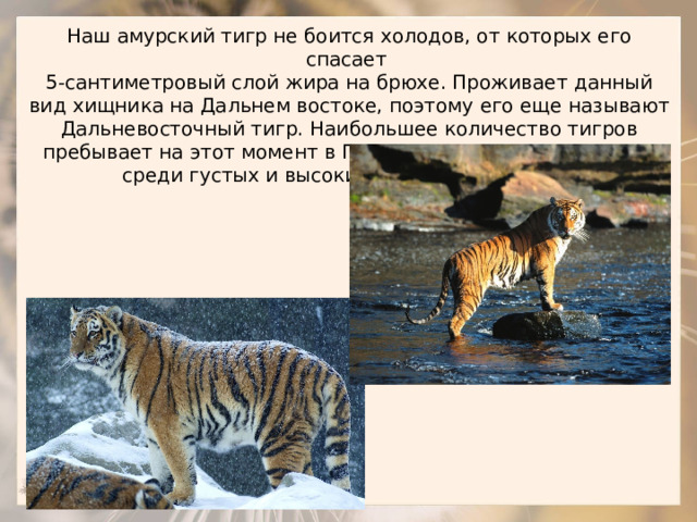 Наш амурский тигр не боится холодов, от которых его спасает 5-сантиметровый слой жира на брюхе. Проживает данный вид хищника на Дальнем востоке, поэтому его еще называют Дальневосточный тигр. Наибольшее количество тигров пребывает на этот момент в Приморском крае. Живет тигр среди густых и высоких хвойных деревьев. 
