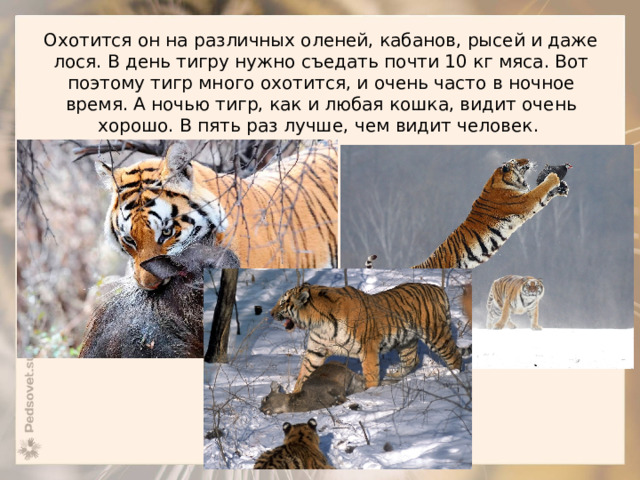 Охотится он на различных оленей, кабанов, рысей и даже лося. В день тигру нужно съедать почти 10 кг мяса. Вот поэтому тигр много охотится, и очень часто в ночное время. А ночью тигр, как и любая кошка, видит очень хорошо. В пять раз лучше, чем видит человек.  
