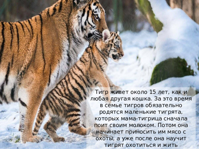 Тигр живет около 15 лет, как и любая другая кошка. За это время в семье тигров обязательно родятся маленькие тигрята, которых мама-тигрица сначала поит своим молоком. Потом она начинает приносить им мясо с охоты, а уже после она научит тигрят охотиться и жить самостоятельной жизнью. 