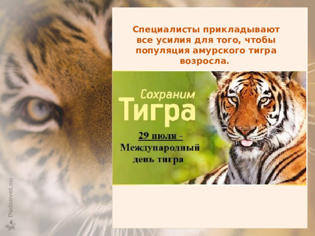Специалисты прикладывают все усилия для того, чтобы популяция амурского тигра возросла.  