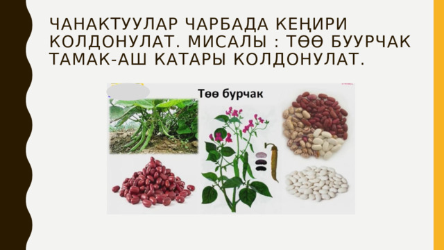 Чанактуулар чарбада кеңири колдонулат. Мисалы : төө буурчак тамак-аш катары колдонулат.   
