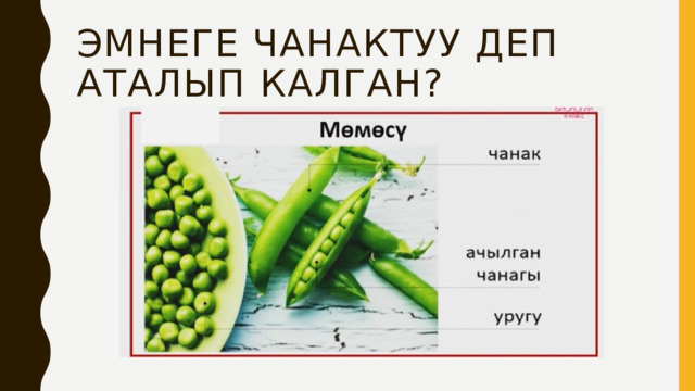 Эмнеге чанактуу деп аталып калган? 