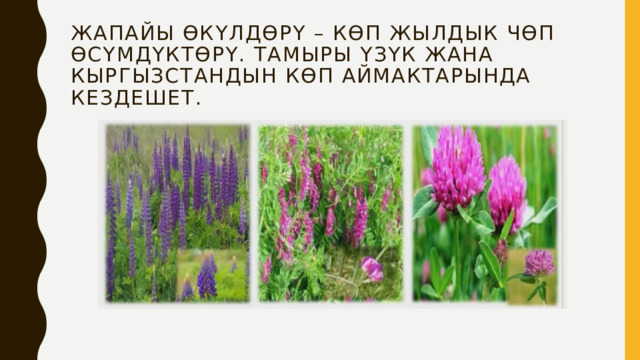 Жапайы өкүлдөрү – көп жылдык чөп өсүмдүктөрү. Тамыры үзүк жана Кыргызстандын көп аймактарында кездешет.   