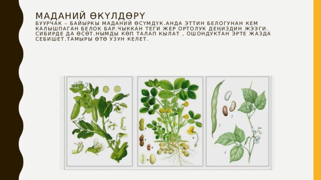 Маданий өкүлдөрү  Буурчак – байыркы маданий өсүмдүк.Анда эттин белогунан кем калышпаган белок бар.Чыккан теги Жер Ортолук деңиздин жээги. Сибирде да өсөт.Нымды көп талап кылат , ошондуктан эрте жазда себишет.Тамыры өтө узун келет.   