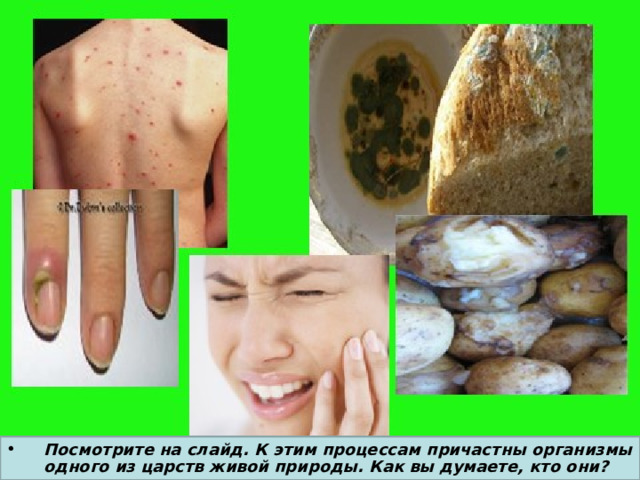 Посмотрите на слайд. К этим процессам причастны организмы одного из царств живой природы. Как вы думаете, кто они? 