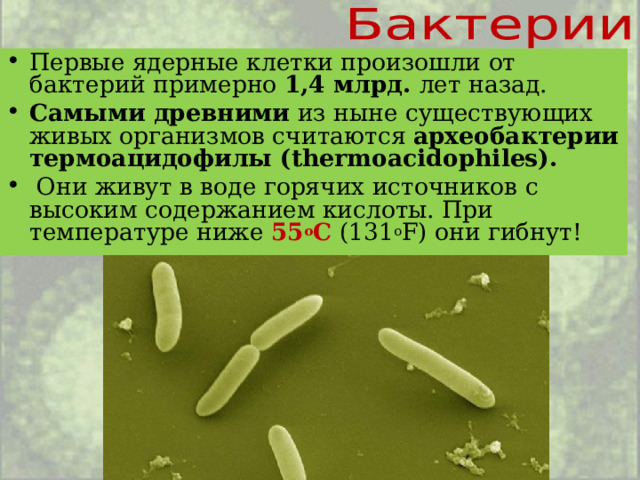 Первые ядерные клетки произошли от бактерий примерно 1,4 млрд. лет назад. Самыми древними из ныне существующих живых организмов считаются археобактерии термоацидофилы (thermoacidophiles).  Они живут в воде горячих источников с высоким содержанием кислоты. При температуре ниже 55 o C  (131 o F) они гибнут!  