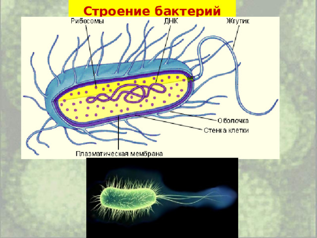 Строение бактерий  