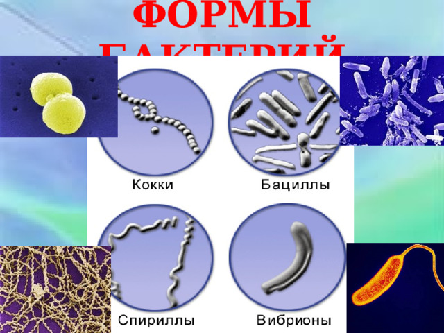 ФОРМЫ БАКТЕРИЙ 