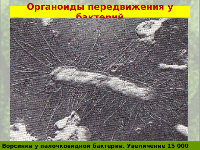 Органоиды передвижения у бактерий Ворсинки у палочковидной бактерии. Увеличение 15 000 раз. 