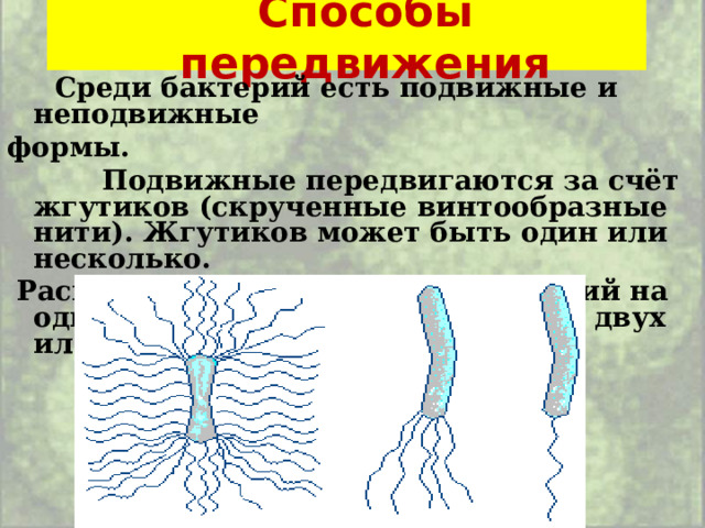 Способы передвижения   Среди бактерий есть подвижные и неподвижные формы.  Подвижные передвигаются за счёт жгутиков (скрученные винтообразные нити). Жгутиков может быть один или несколько.  Располагаются они у одних бактерий на одном конце клетки, у других – на двух или по всей поверхности . 