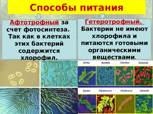 Способы питания Гетеротрофный. Бактерии не имеют хлорофила и питаются готовыми органическими веществами . Афтотрофный  за счет фотосинтеза. Так как в клетках этих бактерий содержится хлорофил. 