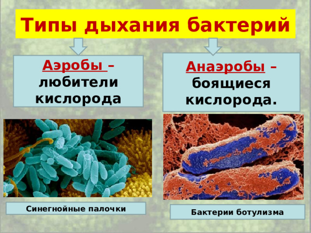 Типы дыхания бактерий Анаэробы – боящиеся кислорода. Аэробы –  любители кислорода Синегнойные палочки Бактерии ботулизма 