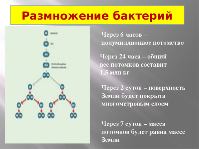 Размножение бактерий 
