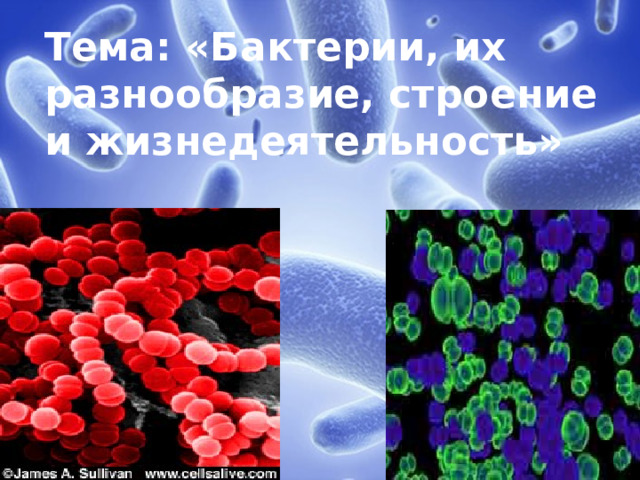 Тема: «Бактерии, их разнообразие, строение и жизнедеятельность» 