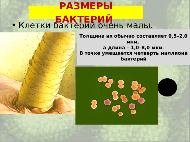 РАЗМЕРЫ БАКТЕРИЙ  Клетки бактерий очень малы.  Толщина их обычно составляет 0,5–2,0 мкм, а длина – 1,0–8,0 мкм . В точке умещается четверть миллиона бактерий 