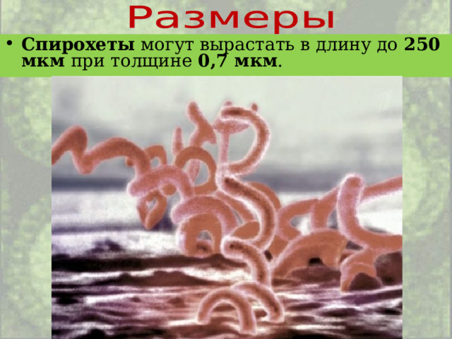 Спирохеты могут вырастать в длину до 250 мкм при толщине 0,7 мкм .     