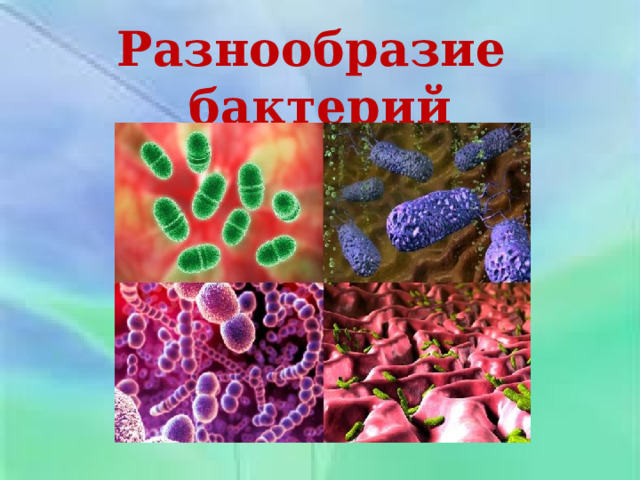 Разнообразие бактерий 