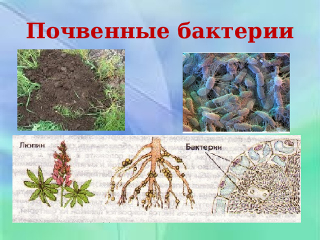 Почвенные бактерии 