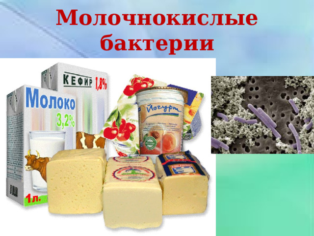 Молочнокислые бактерии 