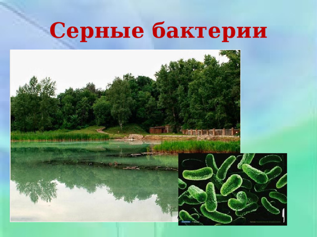 Серные бактерии 