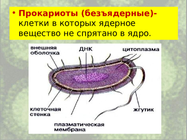 Прокариоты (безъядерные)- клетки в которых ядерное вещество не спрятано в ядро. 